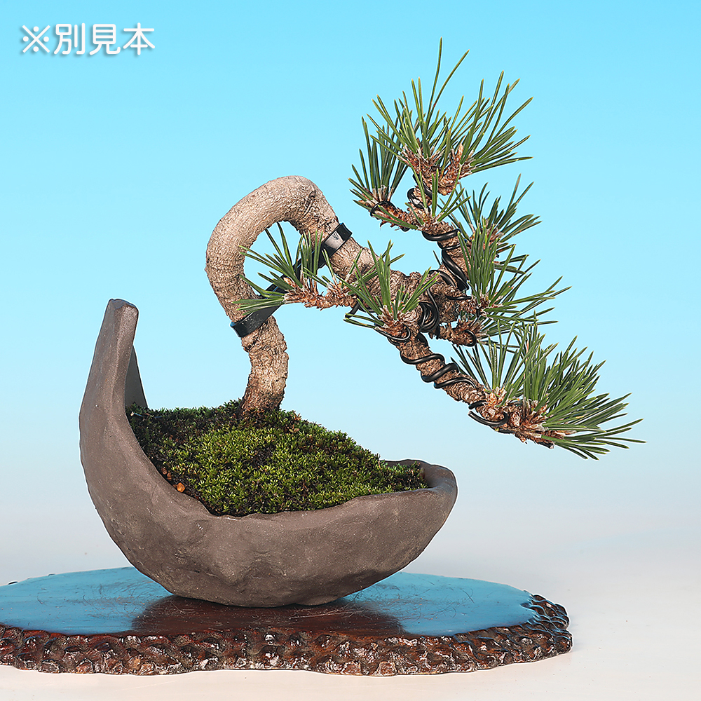 黒松〔千寿丸〕 | 盆栽、盆栽書籍、盆栽鉢の通販│近代出版