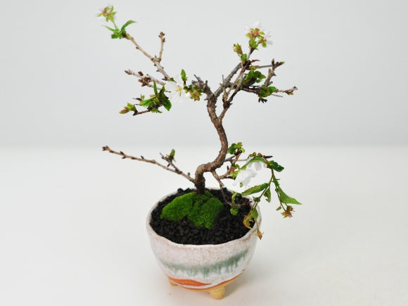 3540d01.jpg?v=1701133271&width