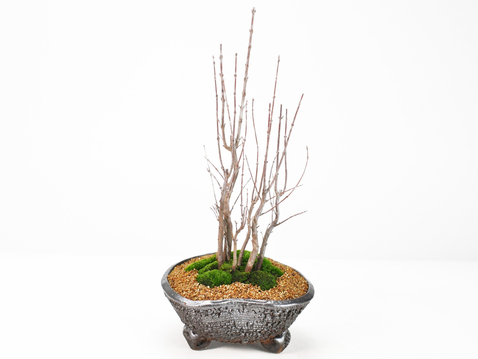 楓の寄植えの盆栽の販売｜盆栽妙 – 盆栽妙 本店