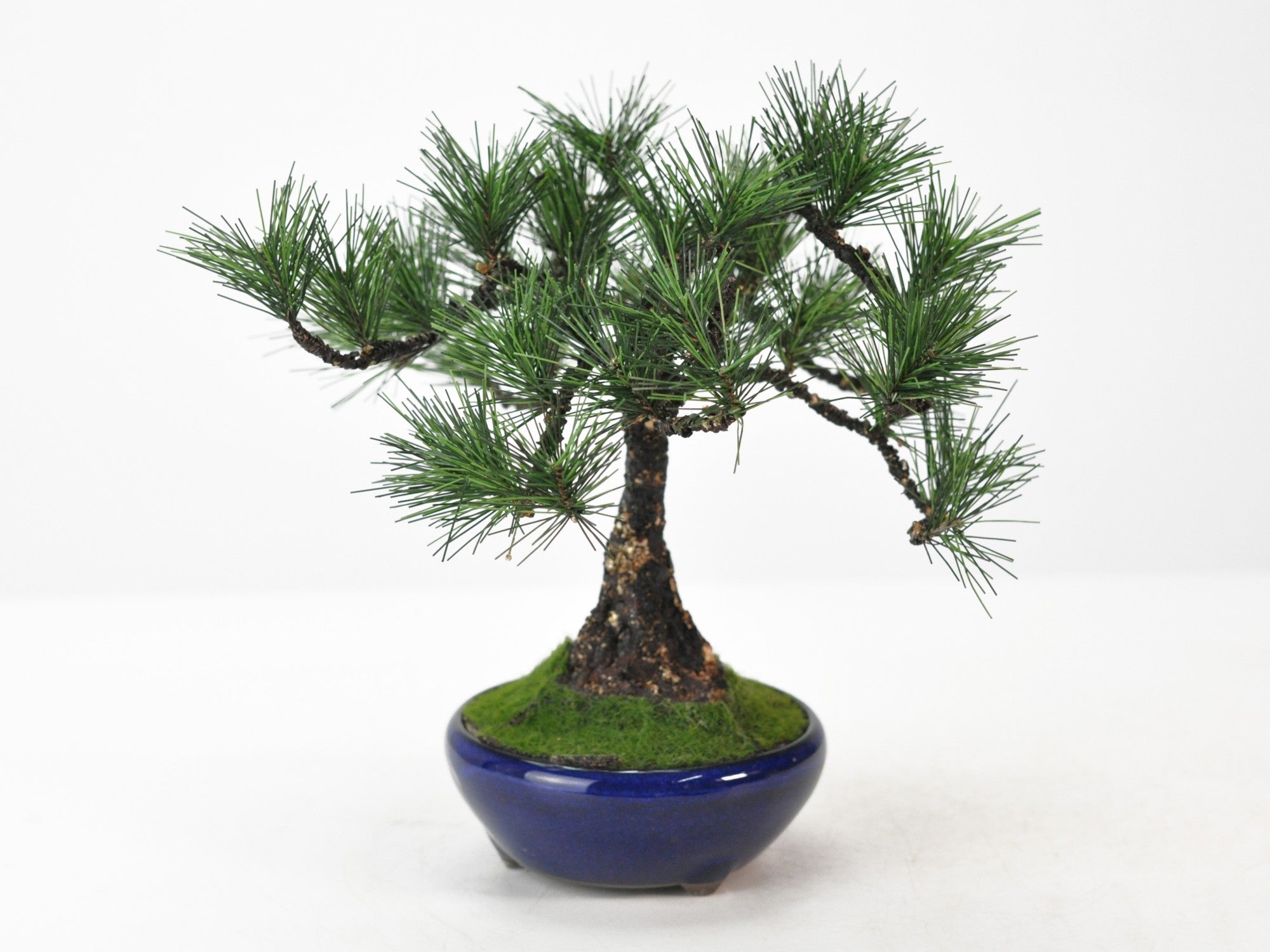 造花盆栽 松 直幹の販売｜盆栽妙 – 盆栽妙 本店
