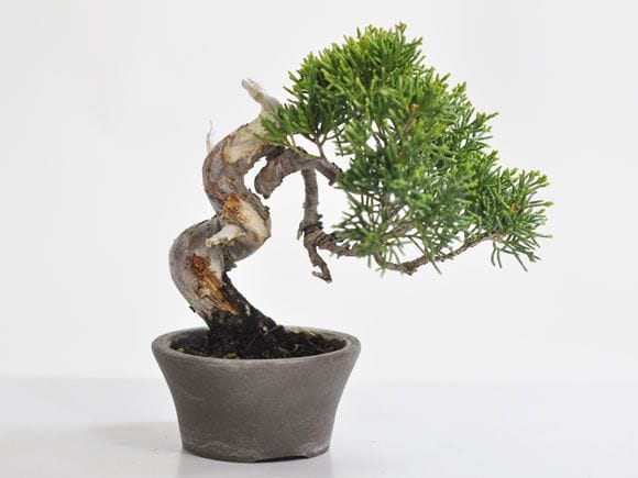 真柏 1点もの No.309の盆栽を販売｜入門は盆栽妙 – 盆栽妙 本店