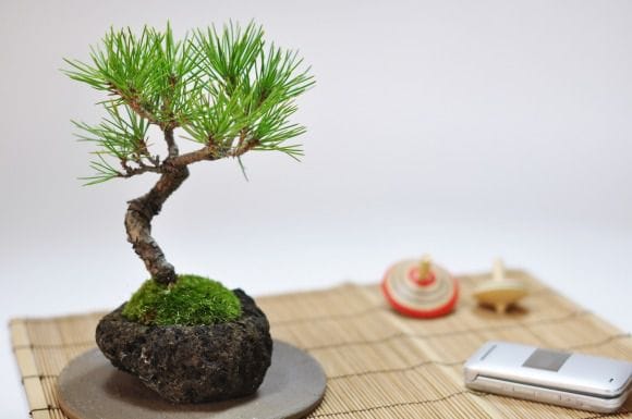 黒松 石付きの盆栽を販売｜入門は盆栽妙 – 盆栽妙 本店