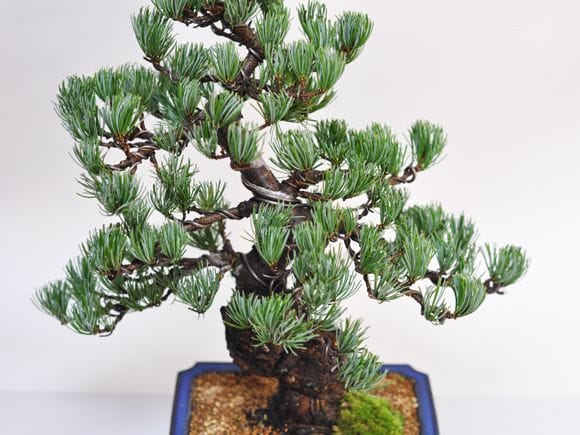 存在感に圧倒される大きめの極上五葉松の盆栽を販売｜入門は盆栽妙