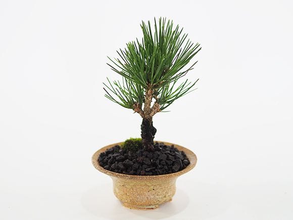黒松 瑞宝｜盆栽妙 – 盆栽妙 本店