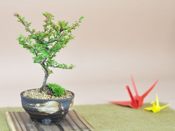 紅紫檀(べにしたん) 小さくてかわいい実のなる盆栽を販売｜入門は盆栽