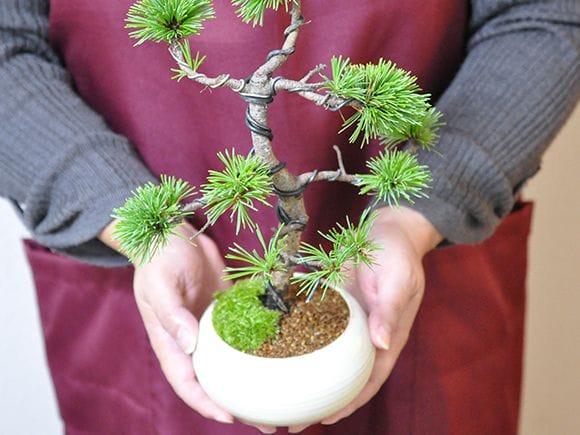 三河の五葉松の盆栽を販売｜入門は盆栽妙 – 盆栽妙 本店
