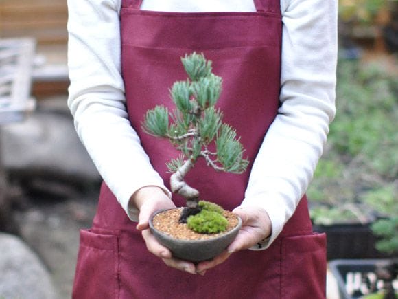 三河の五葉松の盆栽を販売｜入門は盆栽妙 – 盆栽妙 本店