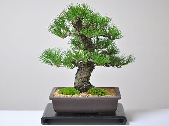 高松盆栽 黒松 「威風堂々」 本場四国の職人仕立て｜ 盆栽妙 – 盆栽妙 本店