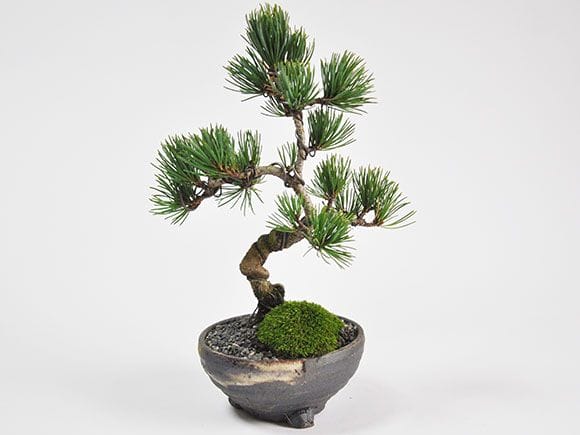 四国五葉松の盆栽を販売｜入門は盆栽妙 – 盆栽妙 本店