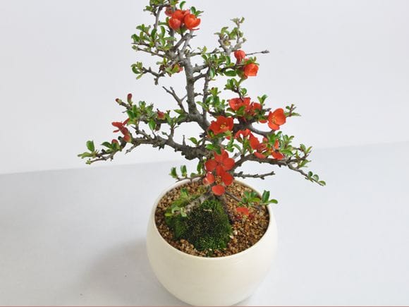 母の日の花盆栽 枝ぶりの良い長寿梅 樹齢10年| プレゼントに盆栽妙