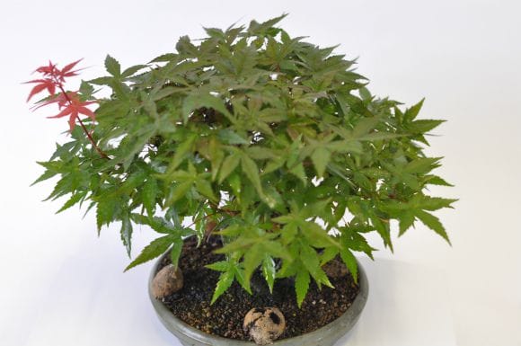 清玄 もみじ 1点もの No.531の盆栽を販売｜通信講座は盆栽妙 – 盆栽妙 本店