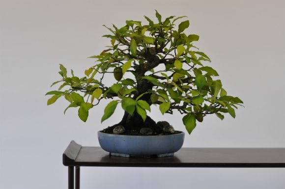 老爺柿(ロウヤガキ) 1点もの No.538の盆栽を販売｜通信講座は盆栽妙