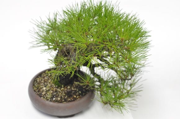 赤松 1点もの No.594の盆栽を販売｜はじめては盆栽妙 – 盆栽妙 本店