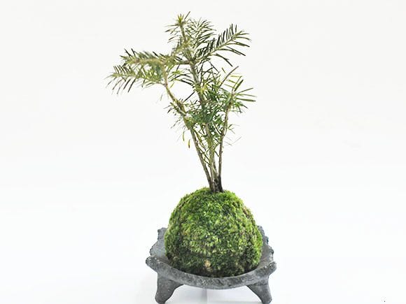 苔玉作りセット 季節の山野草2種類を販売｜盆栽妙 – 盆栽妙 本店