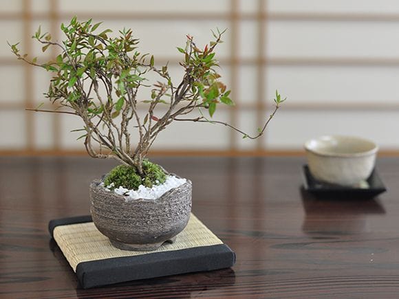 1144_1.jpg?v=1700490348&width=1946