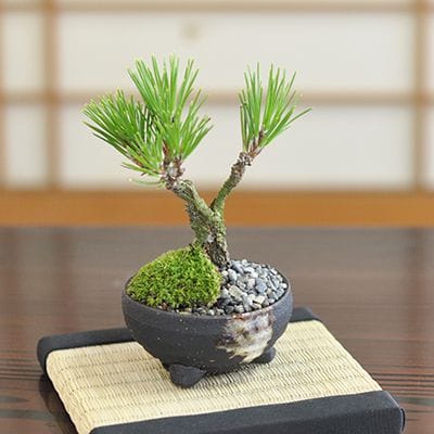 錦松（ニシキマツ）盆栽の販売｜盆栽妙 – 盆栽妙 本店