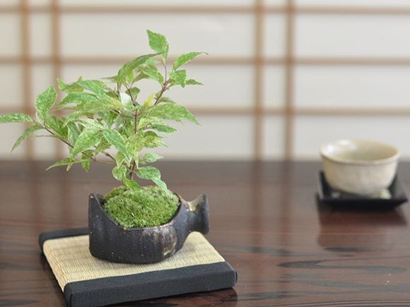 紫式部の盆栽を販売｜盆栽妙 – 盆栽妙 本店