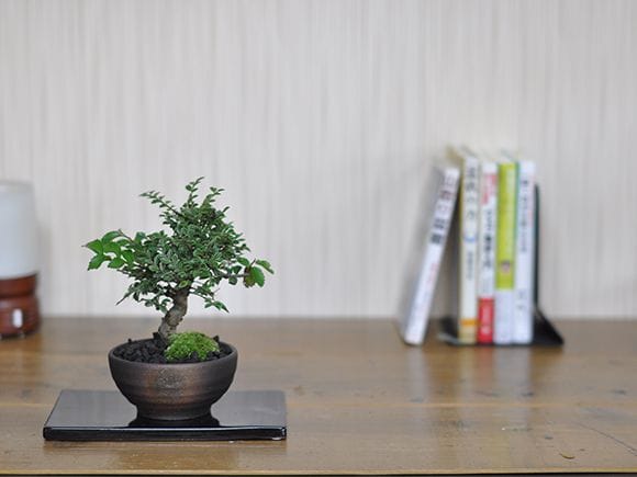 ケヤキ 約80年 | 雨竹亭オンラインショップ 【ガチ盆栽】本欅 ケヤキ 激