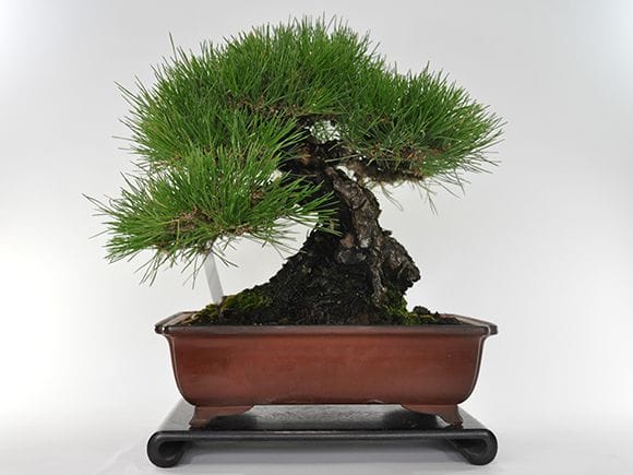 一点物 匠の盆栽】三河黒松の盆栽を販売｜盆栽妙 – 盆栽妙 本店