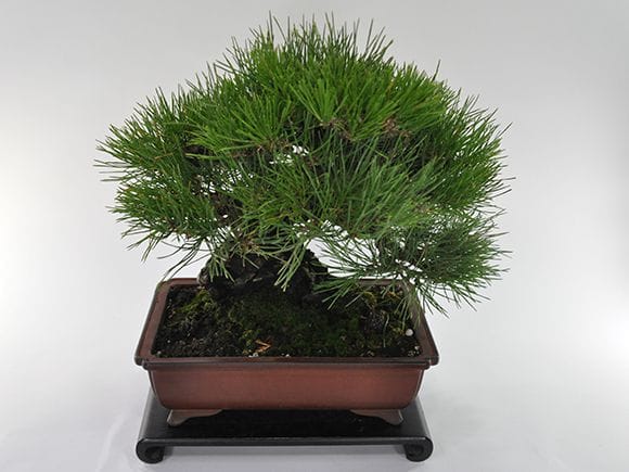 一点物 匠の盆栽】三河黒松の盆栽を販売｜盆栽妙 – 盆栽妙 本店