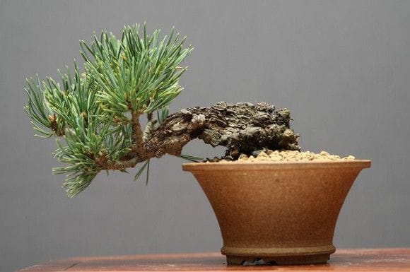 九重五葉松 小品盆栽の一点物盆栽を販売｜盆栽妙 – 盆栽妙 本店