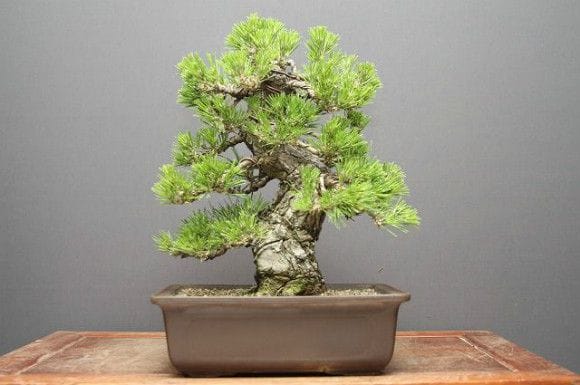 1414_1.jpg?v=1700520332&width=1946