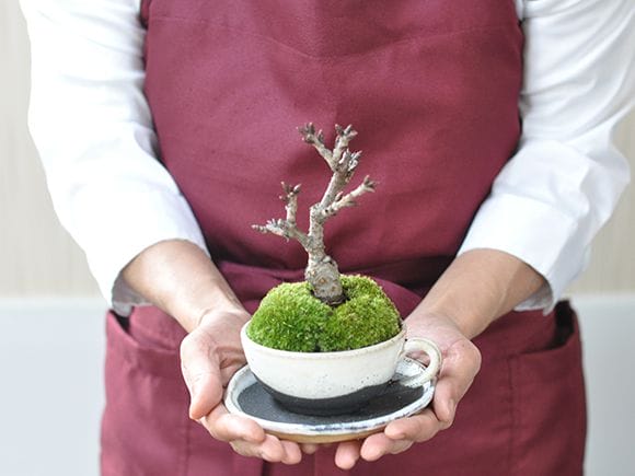 桜ミニミニティーカップの盆栽｜盆栽妙 – 盆栽妙 本店