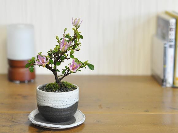 睡蓮木(すいれんぼく)の盆栽｜盆栽妙 – 盆栽妙 本店