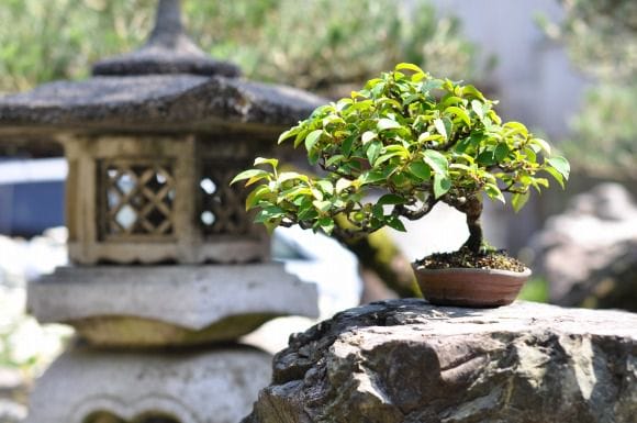 カリン 1点もの No.196の盆栽を販売｜教室は盆栽妙 – 盆栽妙 本店