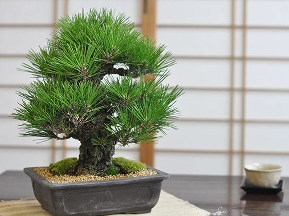 岩石性黒松の盆栽を販売｜盆栽妙 – 盆栽妙 本店