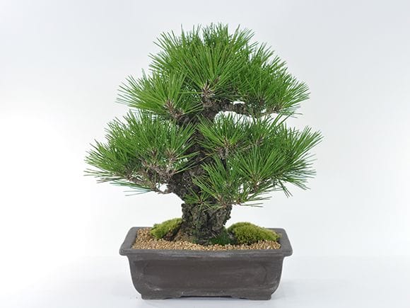 2181_2.jpg?v=1700629693&width=1946