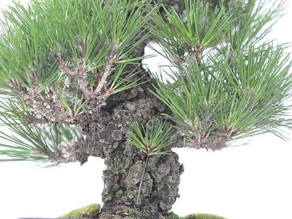 岩石性黒松の盆栽を販売｜盆栽妙 – 盆栽妙 本店