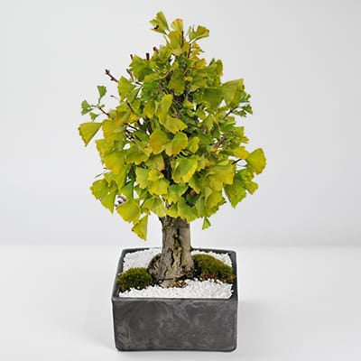 ソテツの盆栽を販売｜盆栽妙 – 盆栽妙 本店