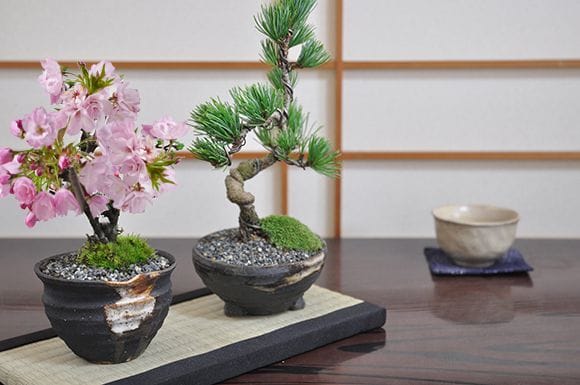 桜と松のペアセット｜盆栽妙 – 盆栽妙 本店