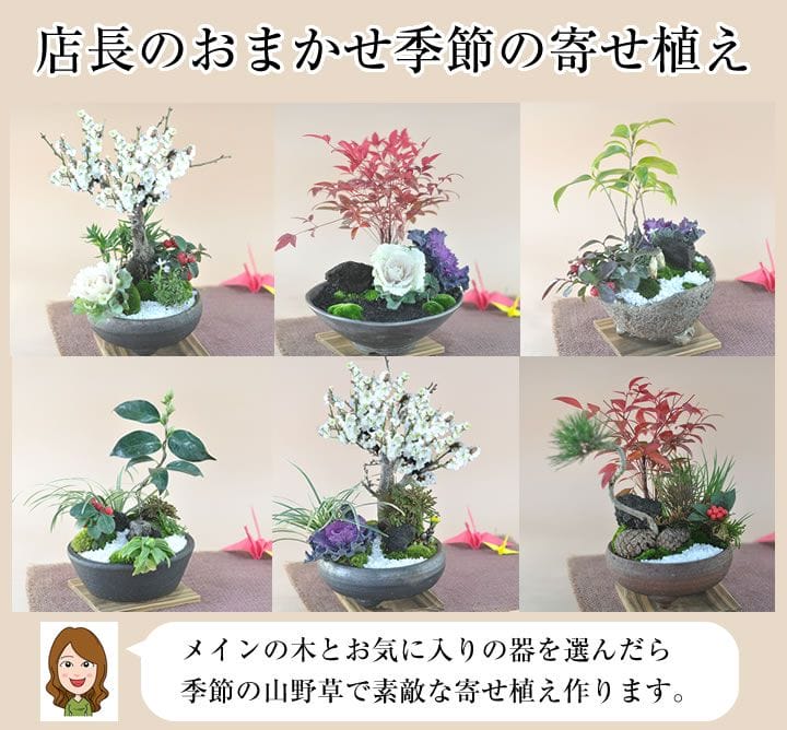 寄せ植え盆栽のセミオーダー 店長の季節のおまかせ盆栽｜盆栽妙 – 盆栽