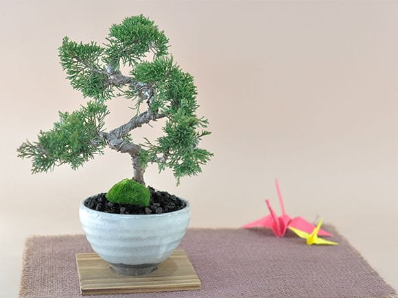 真柏｜盆栽妙 – 盆栽妙 本店