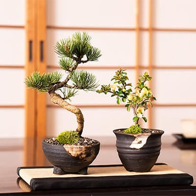 文人黒松の盆栽を販売｜入門は盆栽妙 – 盆栽妙 本店