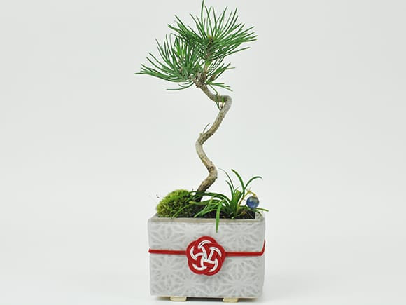 モダン盆栽 受皿付き シンプルライフシリーズ S ミニ黒松 玉竜 寄せ