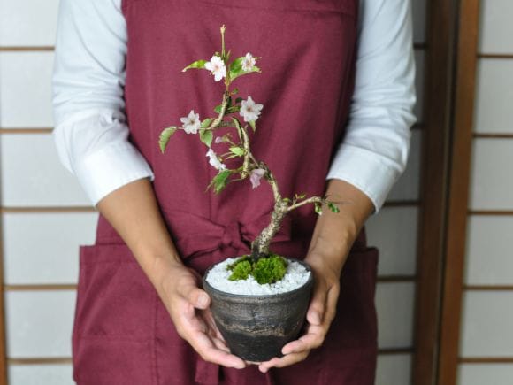 十月桜 金彩鉢の盆栽を販売｜盆栽妙 – 盆栽妙 本店