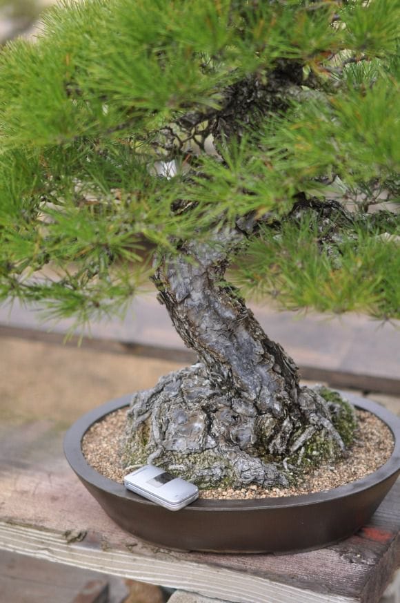 黒松 1点もの No.14の盆栽を販売｜入門は盆栽妙 – 盆栽妙 本店