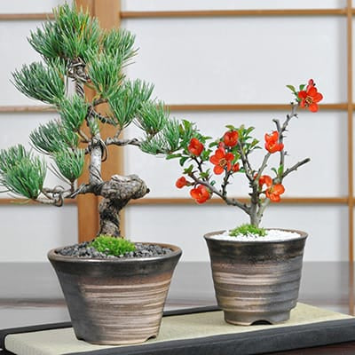 五葉松と白長寿梅 盆栽ペアセット｜盆栽妙 – 盆栽妙 本店