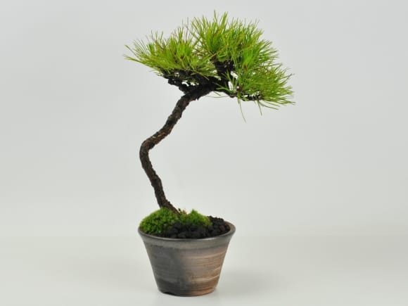 赤石赤松 文人木の盆栽を販売｜盆栽妙 – 盆栽妙 本店