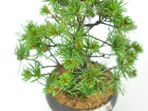 赤石五葉松 中品の盆栽を販売｜盆栽妙 – 盆栽妙 本店