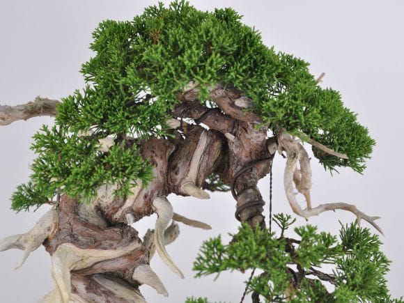 匠の盆栽】真柏 1点もの No.248【平松浩二】の盆栽を販売｜盆栽妙
