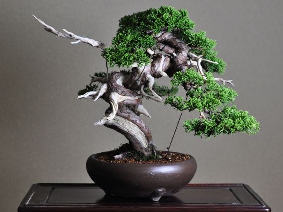 匠の盆栽】真柏 1点もの No.248【平松浩二】の盆栽を販売｜盆栽妙