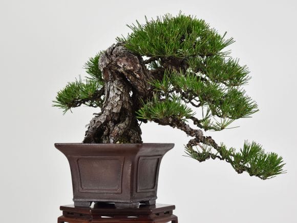 匠の盆栽】黒松 1点もの No.249【平松浩二】の盆栽を販売｜盆栽妙