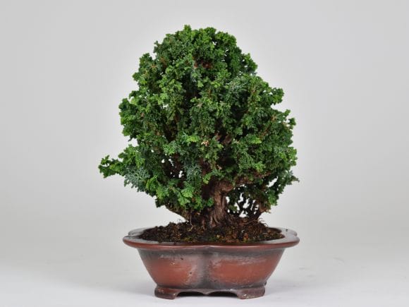 匠の盆栽】石化ヒノキ 1点もの No.258【平松浩二】の盆栽を販売｜盆栽