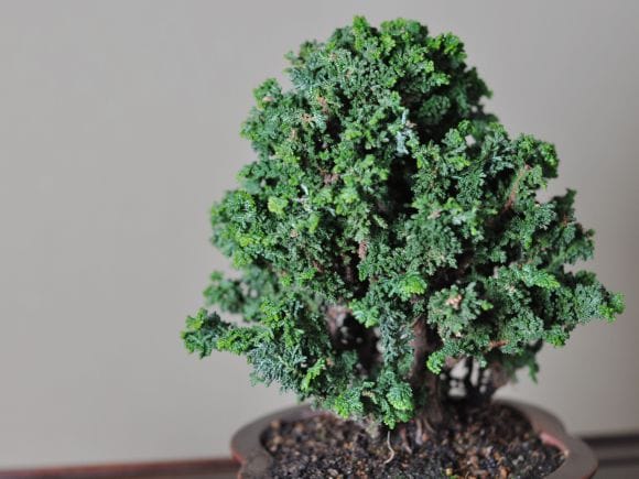 匠の盆栽】石化ヒノキ 1点もの No.258【平松浩二】の盆栽を販売｜盆栽