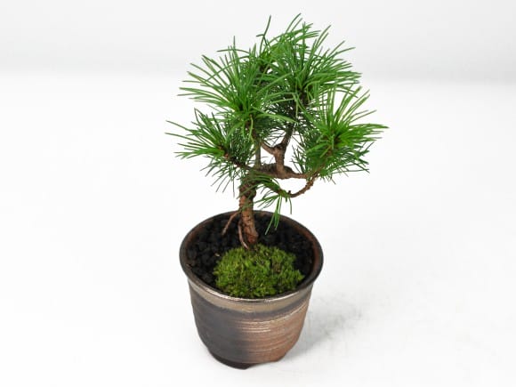 那須五葉松の盆栽を販売｜盆栽妙 – 盆栽妙 本店