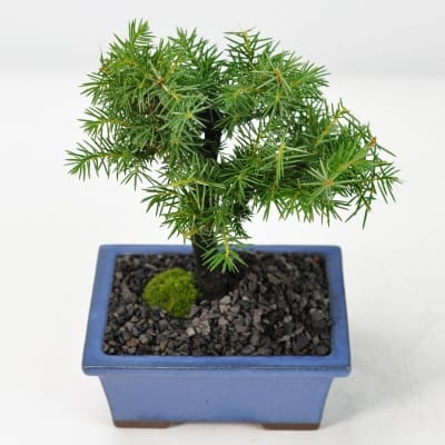 杜松（トショウ）盆栽の販売｜盆栽妙 – 盆栽妙 本店